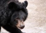 Туриста нашли мертвым после нападения медведя в Японии