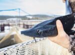 Росрыболовство планирует продлить запрет на коммерческий вылов осетров в Каспии