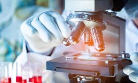 Врач Мескина: грибок Candida auris передается контактным способом