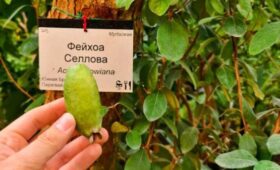 В «Аптекарском огороде» впервые за 20 лет заплодоносила фейхоа