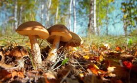 Грибной бум начался в лесах столичного региона