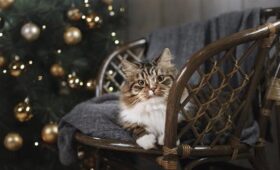 Когда наряжать новогоднюю ель в 2025 году