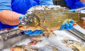 Рыбу и морепродукты с рынков «Москва – на волне» теперь можно заказать на дом