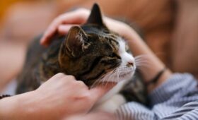 Психолог Юданова: животные помогают расслабиться и снять стресс