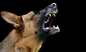 В России могут ввести обязательную страховку для владельцев опасных собак