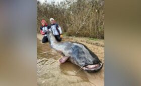 Польские рыбаки поймали сома длиной 292 сантиметра