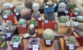Выставка кактусов откроется в «Аптекарском огороде» 1 ноября