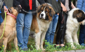 Гендиректор Московского зоопарка заявила, что собачье ОСАГО не решит проблему безопасности