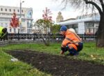 Тюльпаны высадят на столичные клумбы в октябре