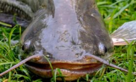 Мужчина поймал сома весом 47 кг и побил 20-летний рекорд в США