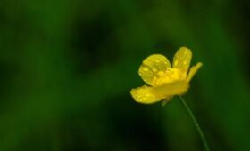 Растения зацвели в Москве из-за теплой погоды