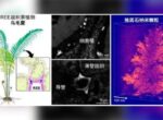 China Daily: китайские ученые обнаружили редкоземельные металлы в живых растениях
