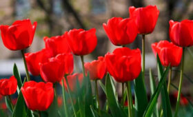 Тюльпаны высадили на столичные клумбы