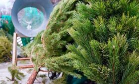 Девять елочных базаров появятся в нескольких округах Москвы