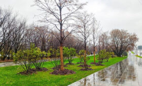 Более 700 деревьев высадят на Щелковском шоссе и улицах на востоке Москвы