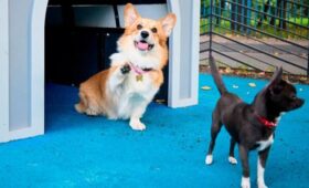 Новые собачьи площадки появились на юго-востоке Москвы