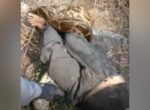 Гигантский питон чуть не задушил мужчину в Индии