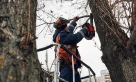 В Москве приступили к омолаживающей и формовочной обрезке деревьев