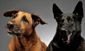 Депутат Бурматов: похищение собаки является уголовным преступлением по двум статьям