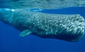 Таец выставил на продажу амбру кашалота стоимостью миллионы долларов