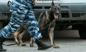 Депутат Мельниченко: вместо эвтаназии бездомных собак надо отправлять в зону СВО