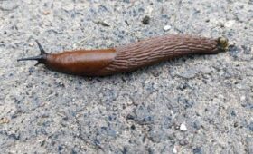 Mirror: австралиец на спор съел слизняка и спустя годы умер от инфекции