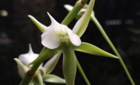Редкая орхидея из Мадагаскара зацвела в «Аптекарском огороде»