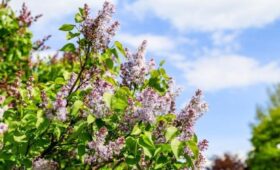 Сирень может зацвести в Москве на фоне аномального тепла