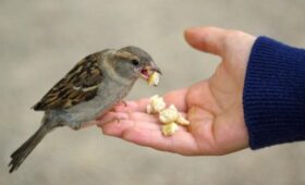 Юрист Айвар: штрафы за кормление птиц могут достигать 250 тысяч рублей