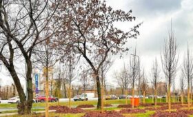 Более тысячи деревьев высадят на Волгоградском проспекте и Марксистской улице