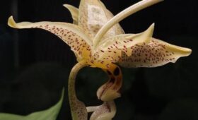 Стангопея глазчатая расцвела в «Аптекарском огороде»