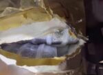 В Хабаровске задержали перевозчика запрещенного деликатеса