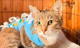 Более 260 миллионов рублей собрали НКО через благотворительный сервис на mos.ru