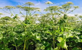 Депутат Колунов: владельцам заросших борщевиком участков грозят штрафы до 700 тыс рублей