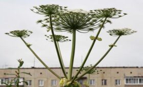 Эколог Рыбальченко: при контакте с инвазивными растениями можно получить ожоги