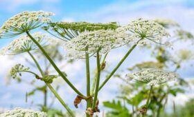 Более 30 видов вредоносных растений определены в Москве