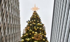 Выбрана главная новогодняя ель России