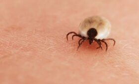 Роспотребнадзор не зафиксировал осенью обращений из-за укусов клещей в Москве