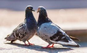 Терапевт Кондрахин: голуби являются переносчиками паразитов