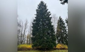 Главную новогоднюю елку России спилят 8 декабря