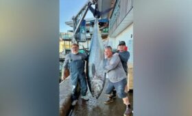 210-килограммовый тунец продан с аукциона в Великобритании