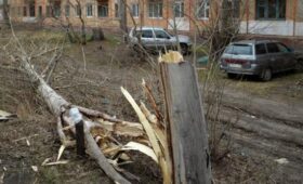 Ветер привел к повреждениям деревьев в Москве