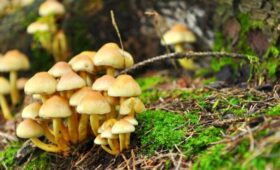 Биолог Глазков: сезон сбора зимних опят в Московском регионе продлится до конца февраля