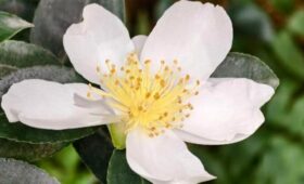 Камелии и азалии расцвели в «Аптекарском огороде»