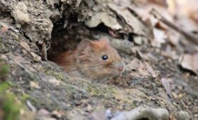 Эксперт Кунафин: укрывшиеся в земле животные могут начать мерзнуть без снега в Москве