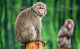 Выставка «Осторожно, обезьянки!» откроется на ВДНХ