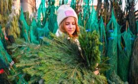 Более 250 елочных базаров открылось в Москве