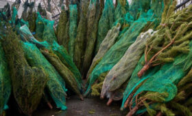 Московские елочные базары представят отечественные хвойные деревья