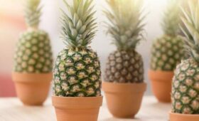 Эксперт Туманов: из верхушки ананаса можно получить новое растение