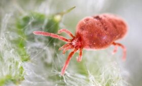 Энтомолог Каширский опроверг распространение «елочных» клещей